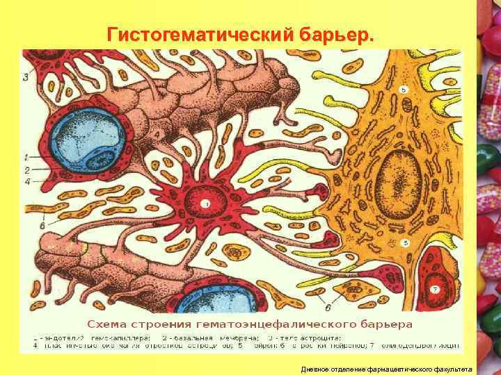Гистогематический барьер. Дневное отделение фармацевтического факультета 