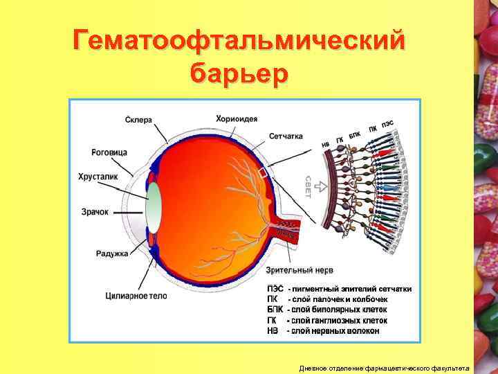 Гематолабиринтный барьер презентация