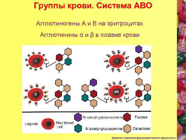 Агглютиногены 1 группы. Система агглютиногенов АВО. Локализация агглютининов системе АВО. Клинически важные системы агглютиногенов. Сочетание агглютиногенов и антител в соответствии с группами крови:.