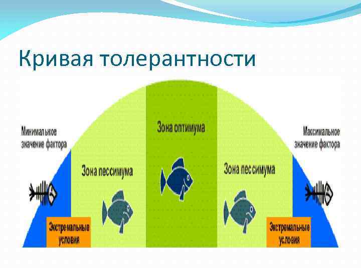 Кривая толерантности 