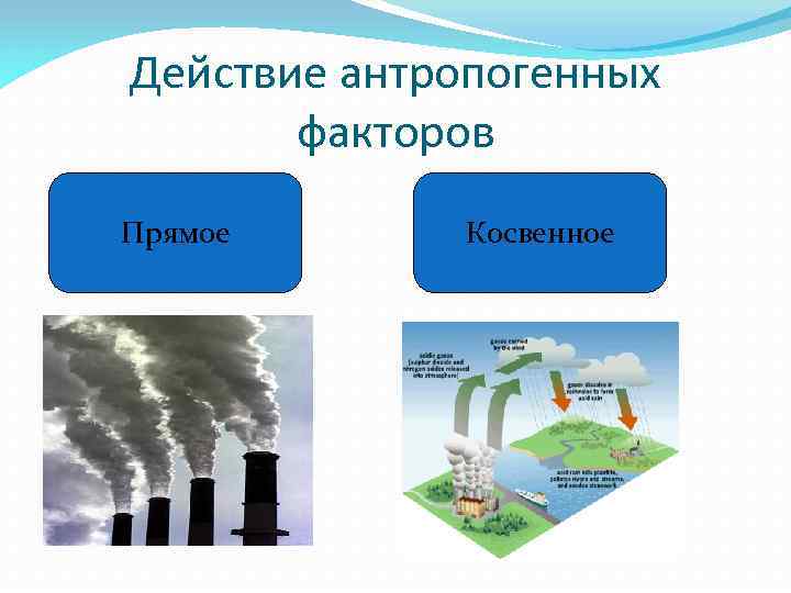 Действие антропогенных факторов Прямое Косвенное 