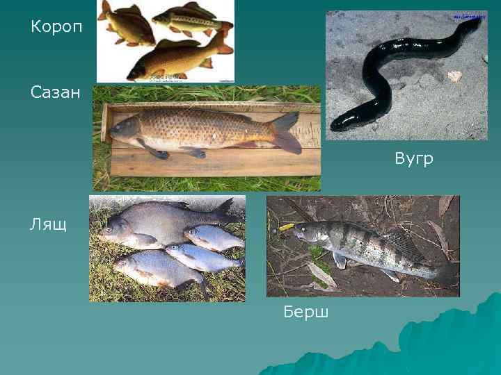 Короп Сазан Вугр Лящ Берш 