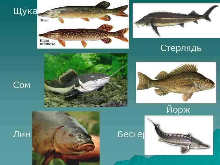 Щука Стерлядь Сом Йорж Лин Бестер 