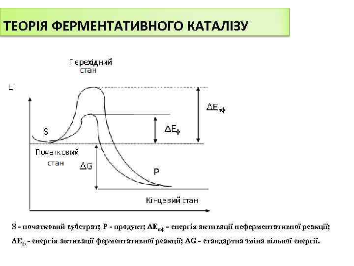 ТЕОРІЯ ФЕРМЕНТАТИВНОГО КАТАЛІЗУ S - початковий субстрат; Р - продукт; Енф - енергія активації
