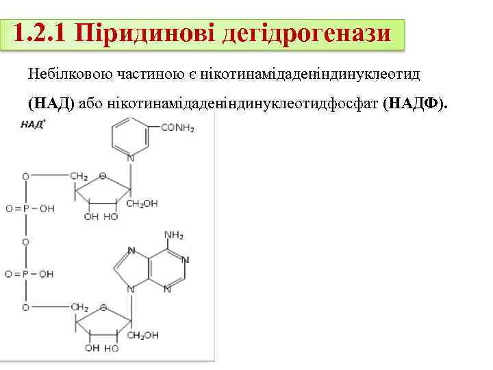 1. 2. 1 Піридинові дегідрогенази Небілковою частиною є нікотинамідаденіндинуклеотид (НАД) або нікотинамідаденіндинуклеотидфосфат (НАДФ). 