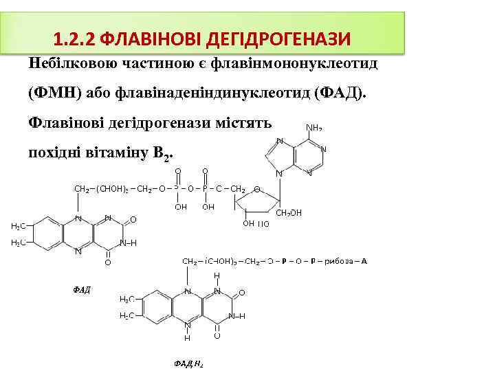 1. 2. 2 ФЛАВІНОВІ ДЕГІДРОГЕНАЗИ Небілковою частиною є флавінмононуклеотид (ФМН) або флавінаденіндинуклеотид (ФАД). Флавінові