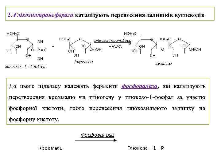2. Глікозилтрансферази каталізують перенесення залишків вуглеводів До цього підкласу належать ферменти фосфорилази, які каталізують