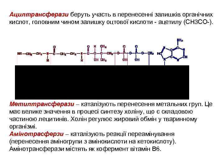 Ацилтрансферази беруть участь в перенесенні залишків органічних кислот, головним чином залишку оцтової кислоти -