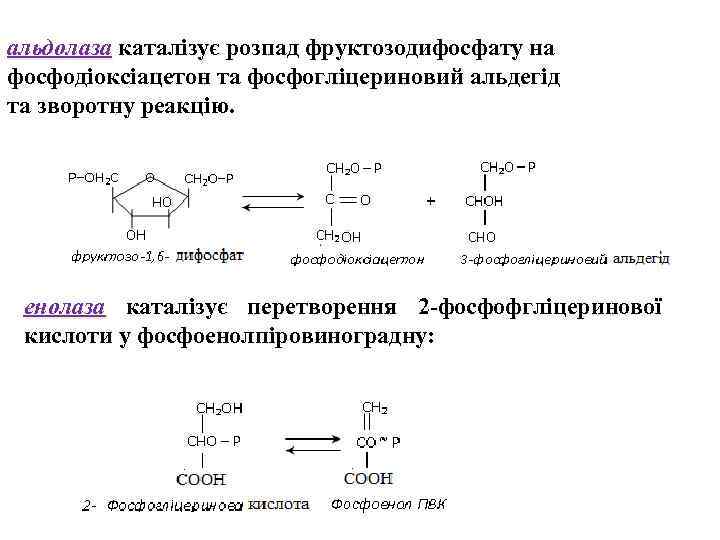 альдолаза каталізує розпад фруктозодифосфату на фосфодіоксіацетон та фосфогліцериновий альдегід та зворотну реакцію. енолаза каталізує