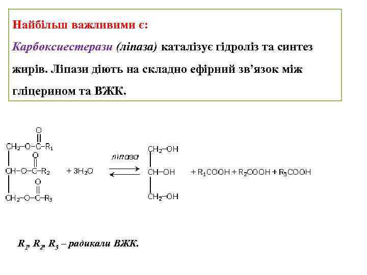 Найбільш важливими є: Карбоксиестерази (ліпаза) каталізує гідроліз та синтез жирів. Ліпази діють на складно