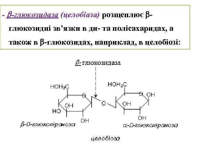 - -глюкозидаза (целобіаза) розщеплює глюкозидні зв’язки в ди- та полісахаридах, а також в -глюкозидах,