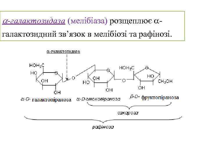 -галактозидаза (мелібіаза) розщеплює галактозидний зв’язок в мелібіозі та рафінозі 