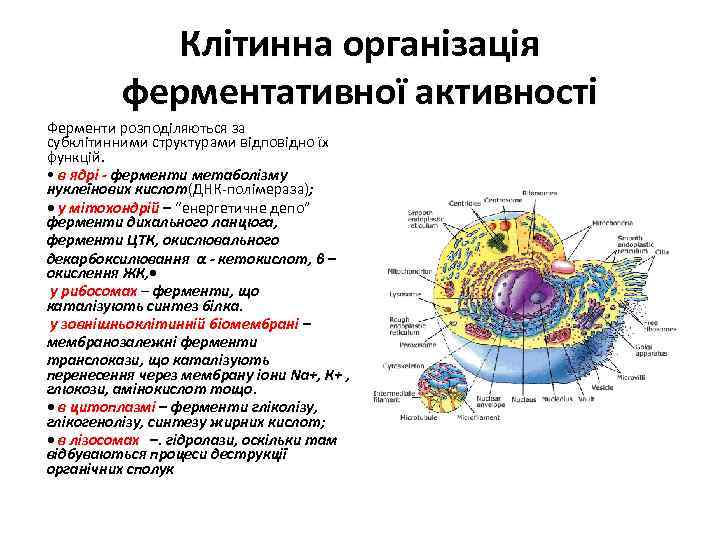 Клітинна організація ферментативної активності Ферменти розподіляються за субклітинними структурами відповідно їх функцій. • в