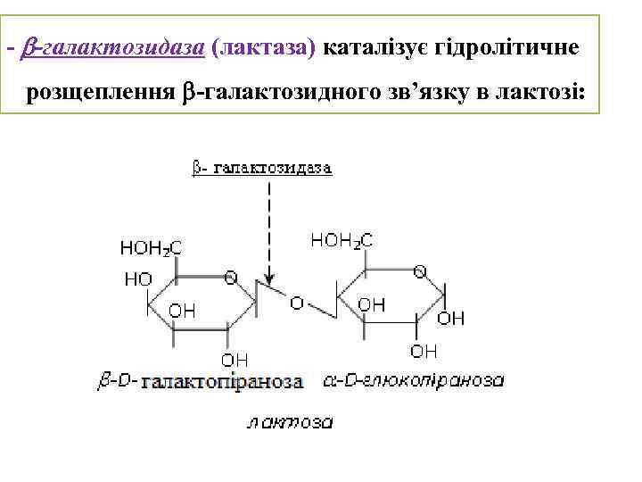 Альфа галактозидаза отзывы. Α-галактозидаза а. Ферменты бета галактозидазы. Альфа-галактозидаза фермент. Ферментные препараты β-галактозидазы.