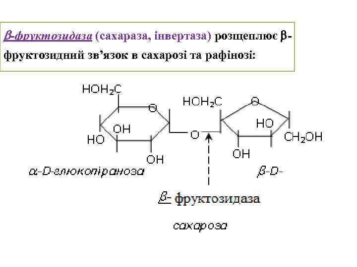  -фруктозидаза (сахараза, інвертаза) розщеплює фруктозидний зв’язок в сахарозі та рафінозі: 