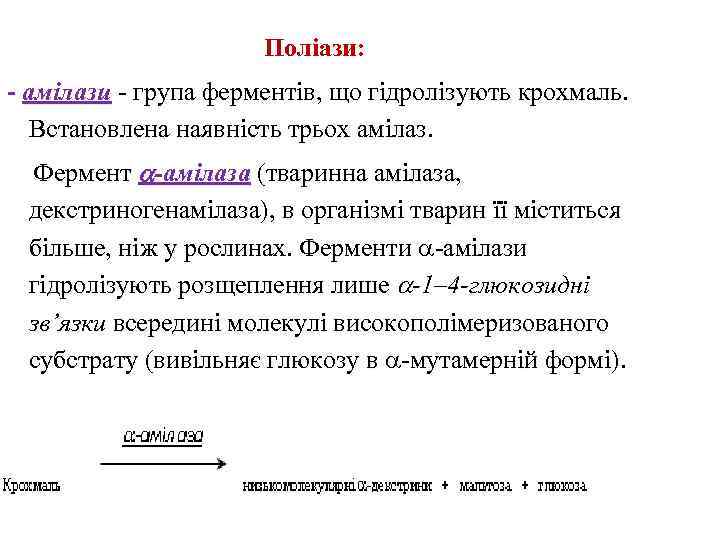 Поліази: - амілази - група ферментів, що гідролізують крохмаль. Встановлена наявність трьох амілаз. Фермент