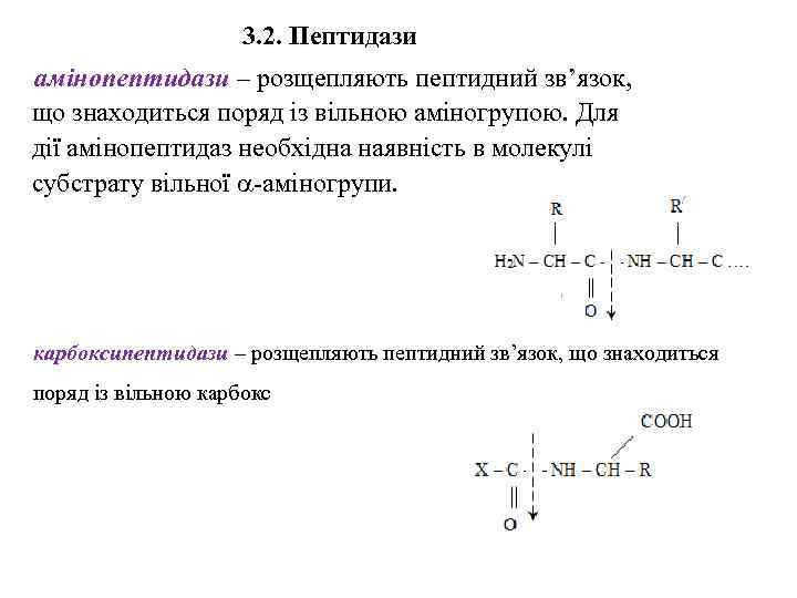 3. 2. Пептидази амінопептидази – розщепляють пептидний зв’язок, що знаходиться поряд із вільною аміногрупою.