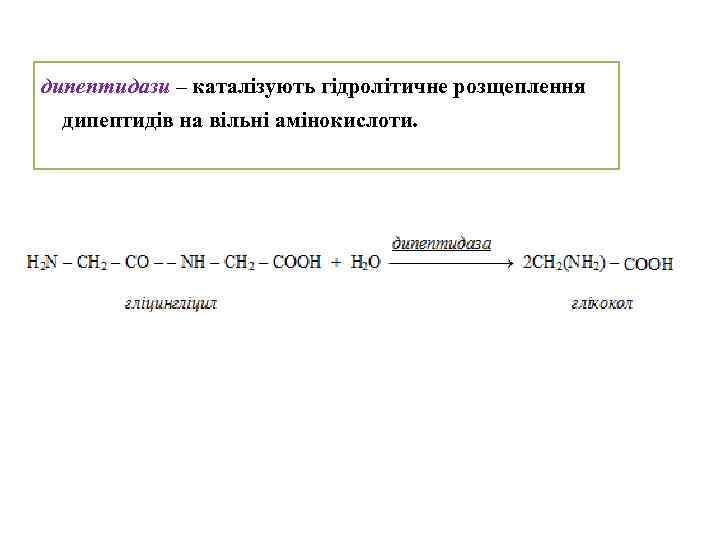 дипептидази – каталізують гідролітичне розщеплення дипептидів на вільні амінокислоти. 