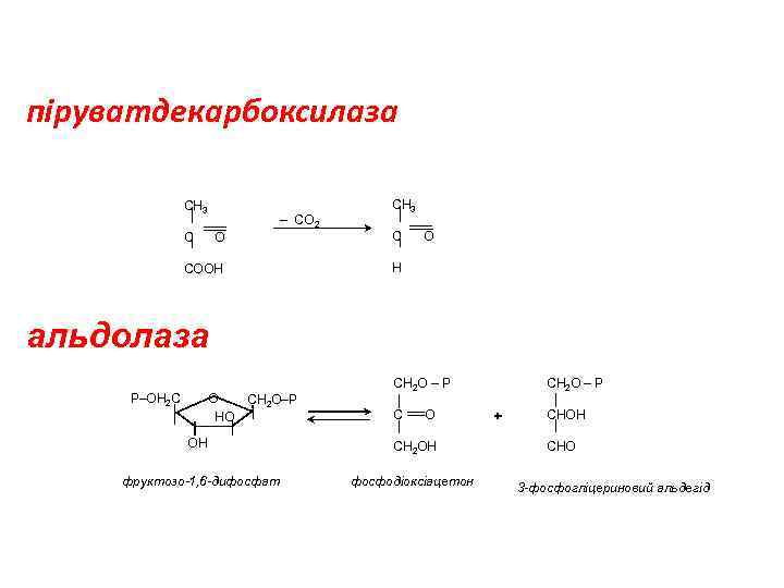 піруватдекарбоксилаза СН 3 – СО 2 СН 3 О С СООН Н С О