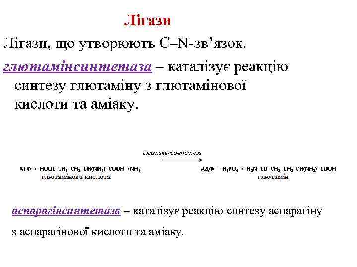 Лігази, що утворюють C–N-зв’язок. глютамінсинтетаза – каталізує реакцію синтезу глютаміну з глютамінової кислоти та