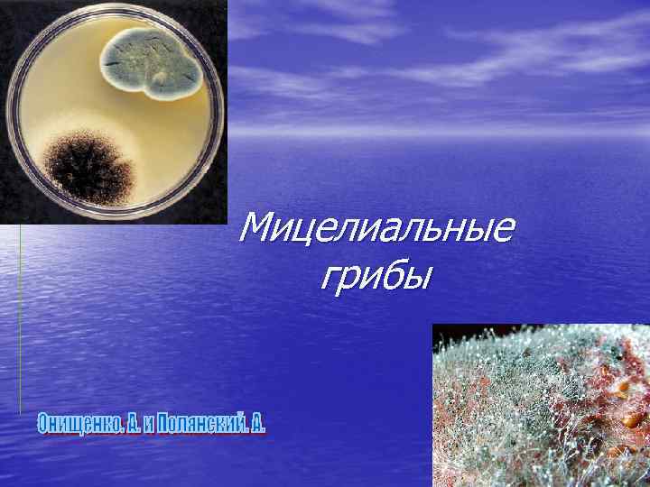 Мицелиальные грибы 