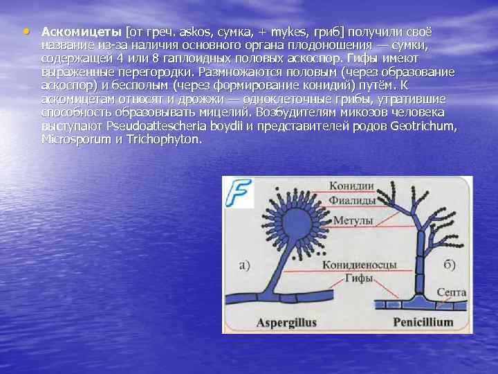  • Аскомицеты [от греч. askos, сумка, + mykes, гриб] получили своё название из-за