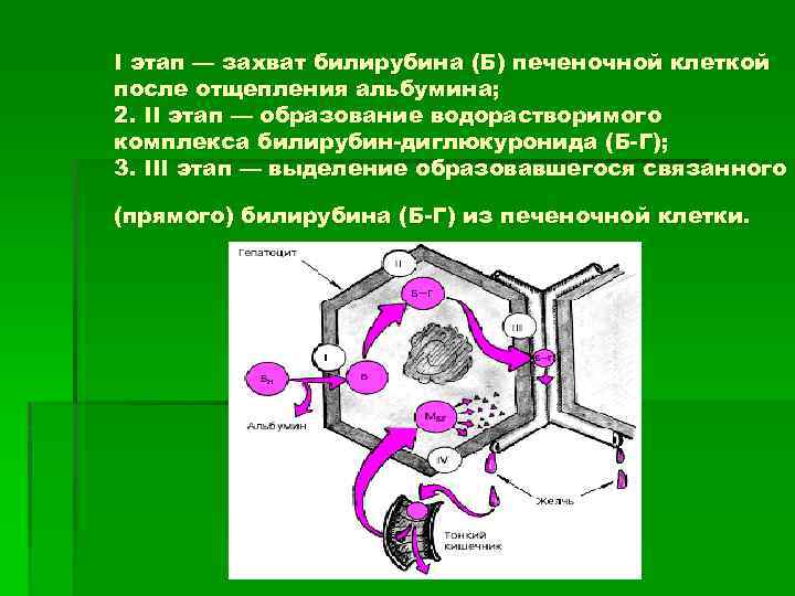 I этап — захват билирубина (Б) печеночной клеткой после отщепления альбумина; 2. II этап