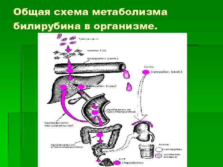 Общая схема метаболизма билирубина в организме. 