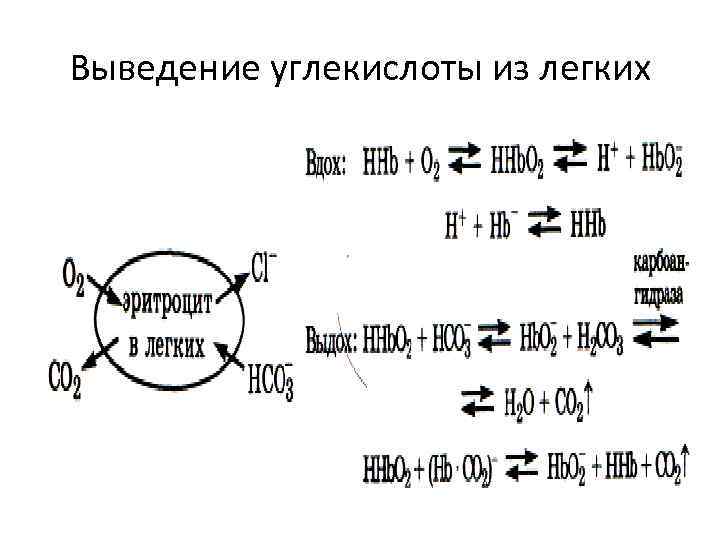 Выведение углекислоты из легких 