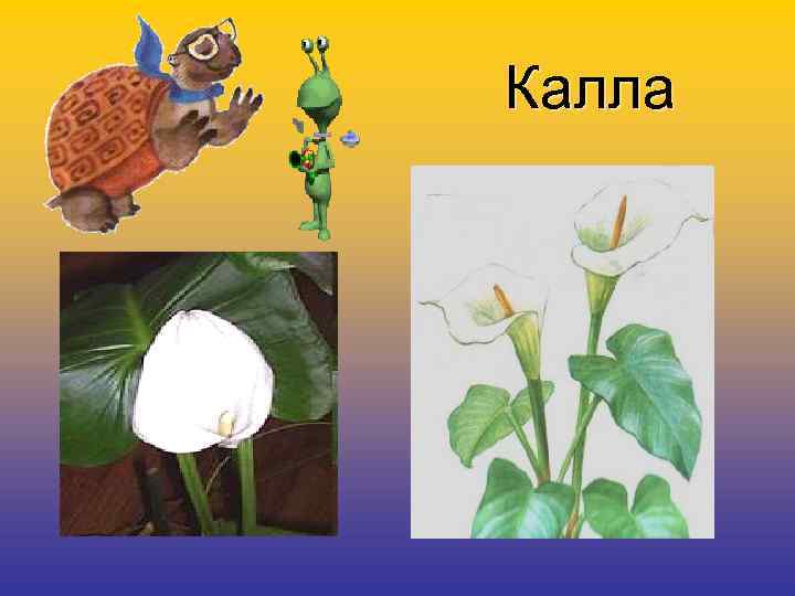 Калла 