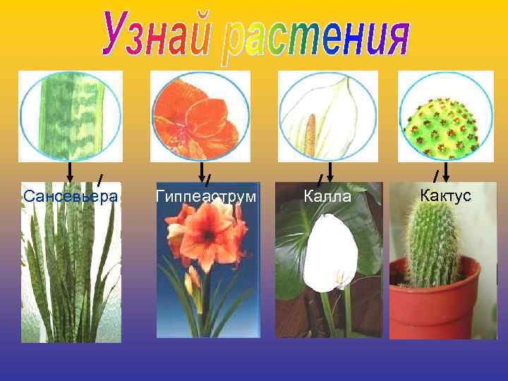 Сансевьера Гиппеаструм Калла Кактус 