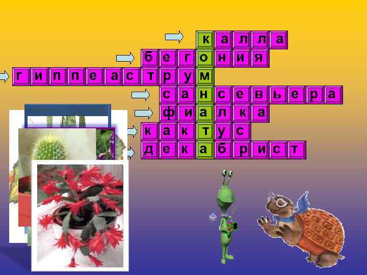 б е г г и п п е а с т р у с