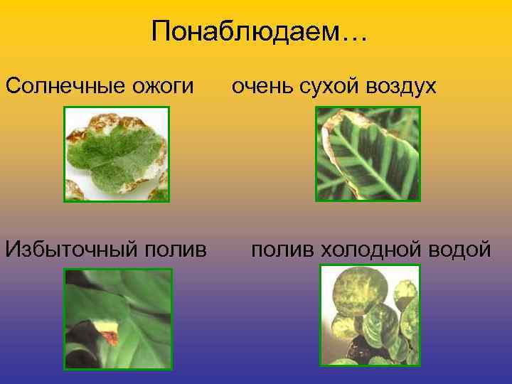 Понаблюдаем… Солнечные ожоги Избыточный полив очень сухой воздух полив холодной водой 