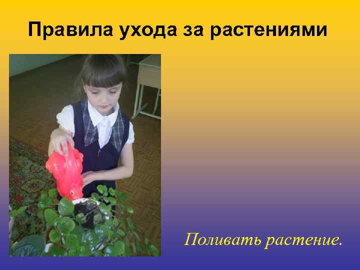 Правила ухода за растениями Поливать растение. 