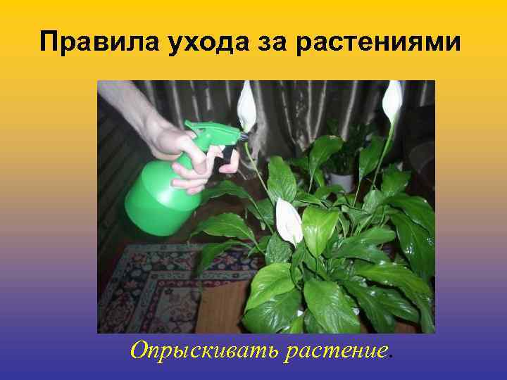 Правила ухода за растениями Опрыскивать растение. 
