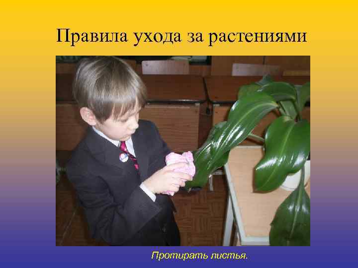 Правила ухода за растениями Протирать листья. 