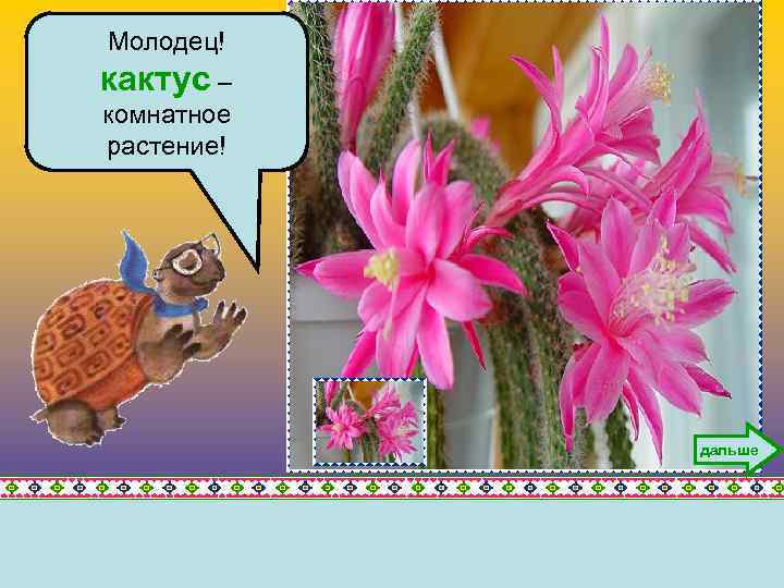 Молодец! кактус – комнатное растение! дальше 