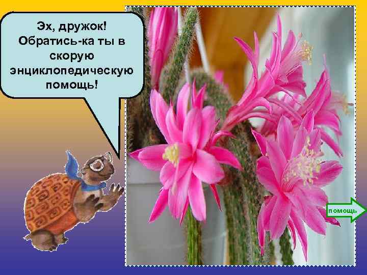 Эх, дружок! Обратись-ка ты в скорую энциклопедическую помощь! помощь 