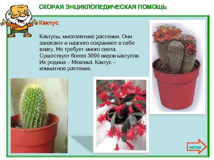 СКОРАЯ ЭНЦИКЛОПЕДИЧЕСКАЯ ПОМОЩЬ Кактусы, многолетние растения. Они запасают и надолго сохраняют в себе влагу.