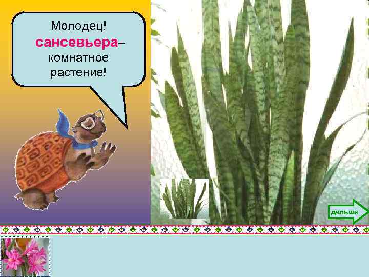 Молодец! сансевьера– комнатное растение! дальше 