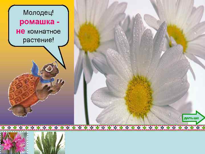 Молодец! ромашка не комнатное растение! дальше 