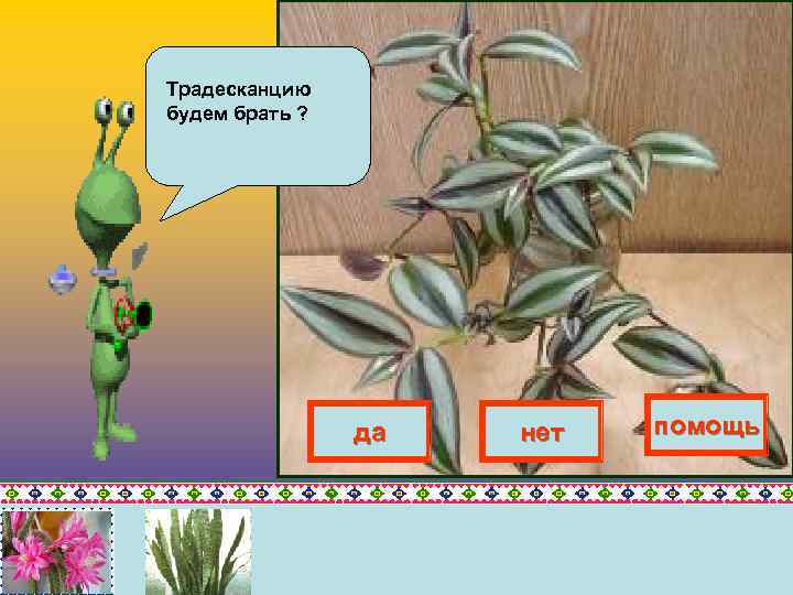 Традесканцию будем брать ? да нет помощь 