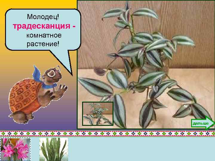 Молодец! традесканция комнатное растение! дальше 