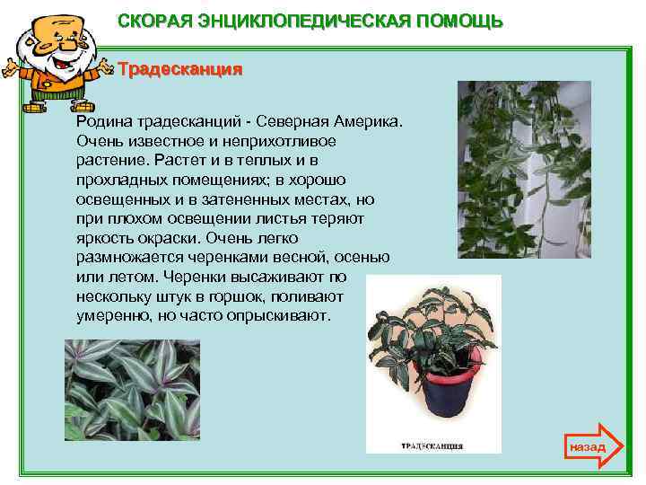 СКОРАЯ ЭНЦИКЛОПЕДИЧЕСКАЯ ПОМОЩЬ Традесканция Родина традесканций - Северная Америка. Очень известное и неприхотливое растение.