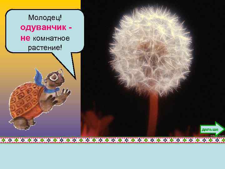 Молодец! одуванчик не комнатное растение! дальше 