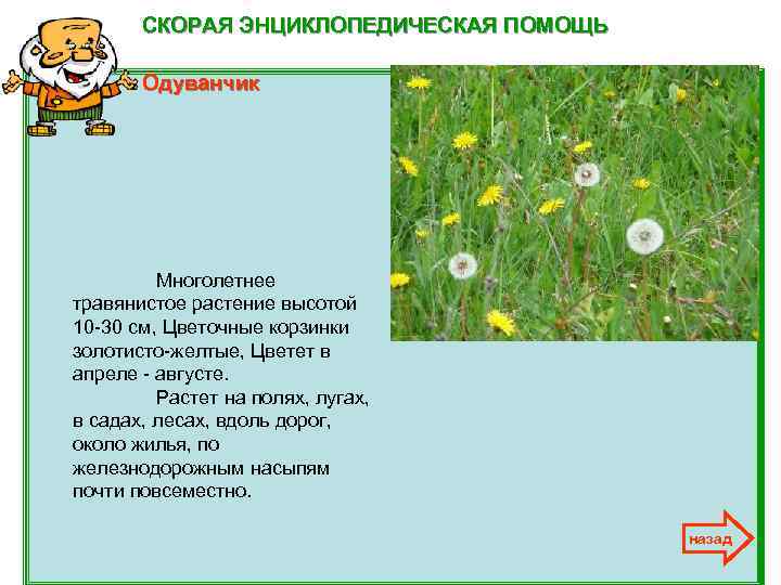 СКОРАЯ ЭНЦИКЛОПЕДИЧЕСКАЯ ПОМОЩЬ Одуванчик Многолетнее травянистое растение высотой 10 -30 см, Цветочные корзинки золотисто-желтые,