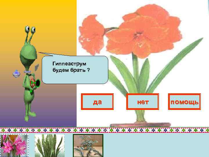 Гиппеаструм будем брать ? да нет помощь 