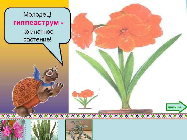 Молодец! гиппеаструм комнатное растение! дальше 