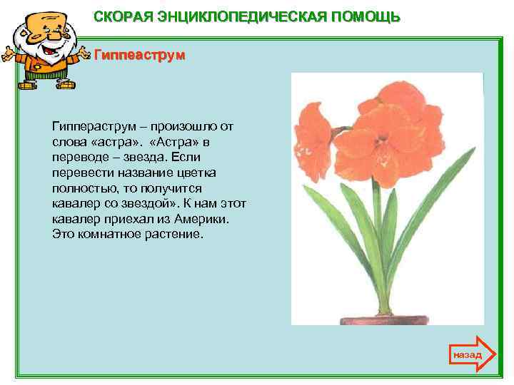 СКОРАЯ ЭНЦИКЛОПЕДИЧЕСКАЯ ПОМОЩЬ Гиппеаструм Гиппераструм – произошло от слова «астра» . «Астра» в переводе