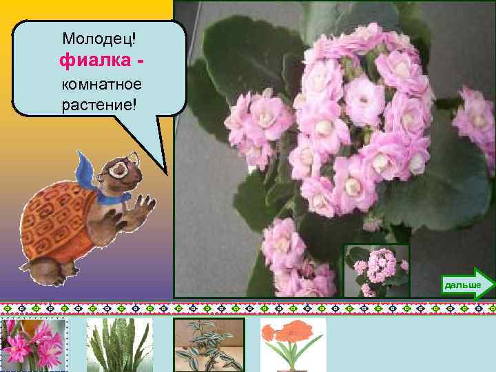 Молодец! фиалка комнатное растение! дальше 